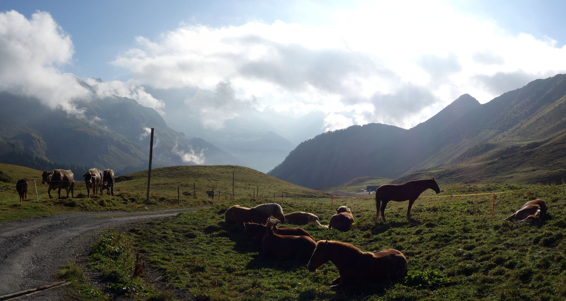 Pferde auf Alp