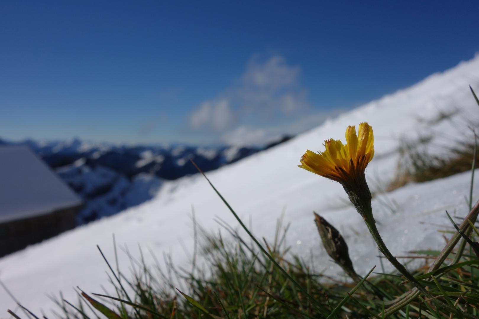 Blume im Schnee