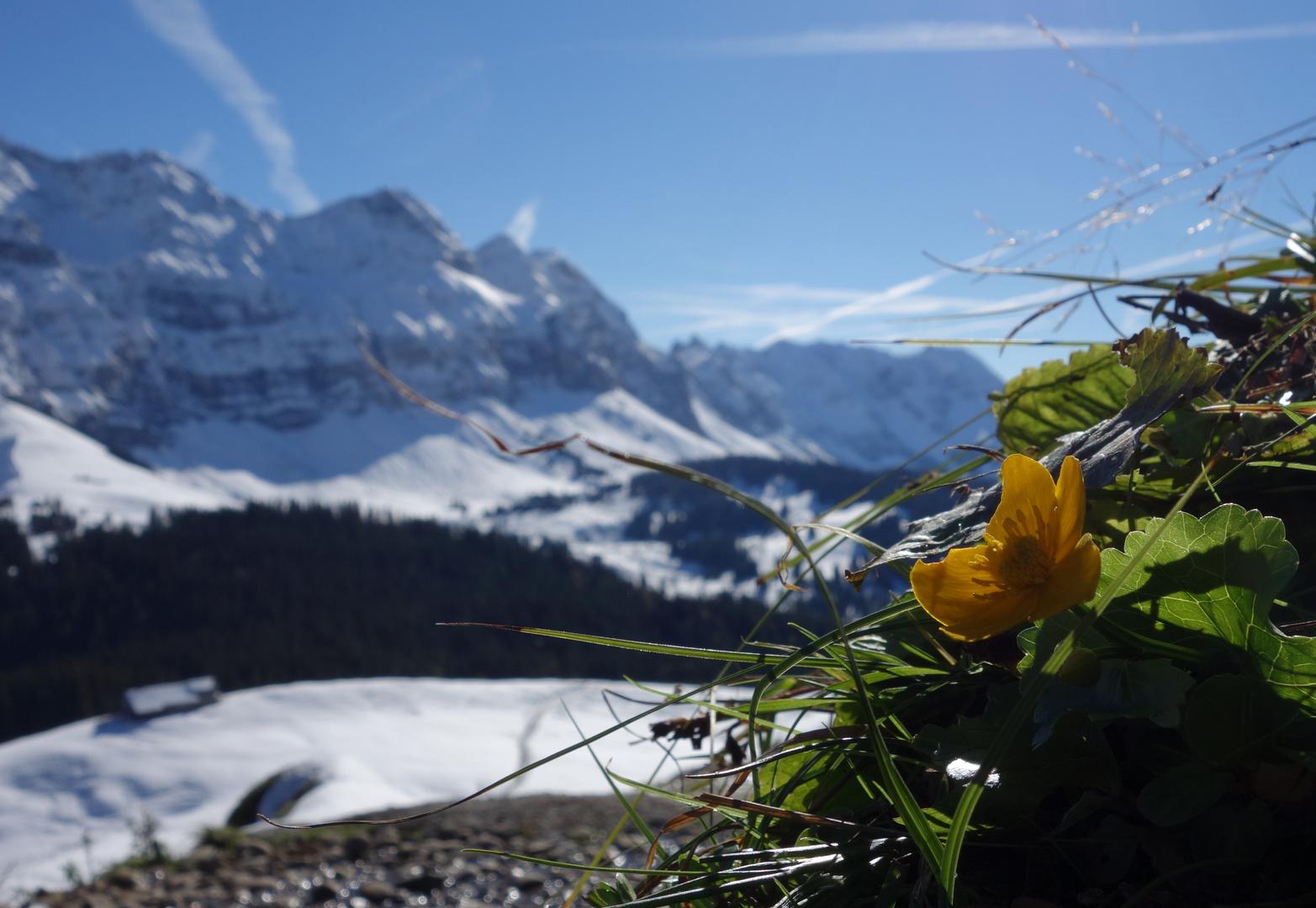 Blume vor Säntis