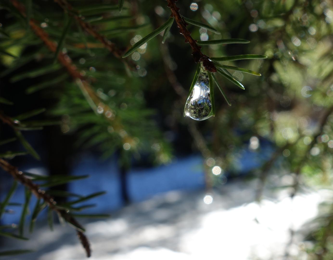 Wassertropfen an Tannennadel
