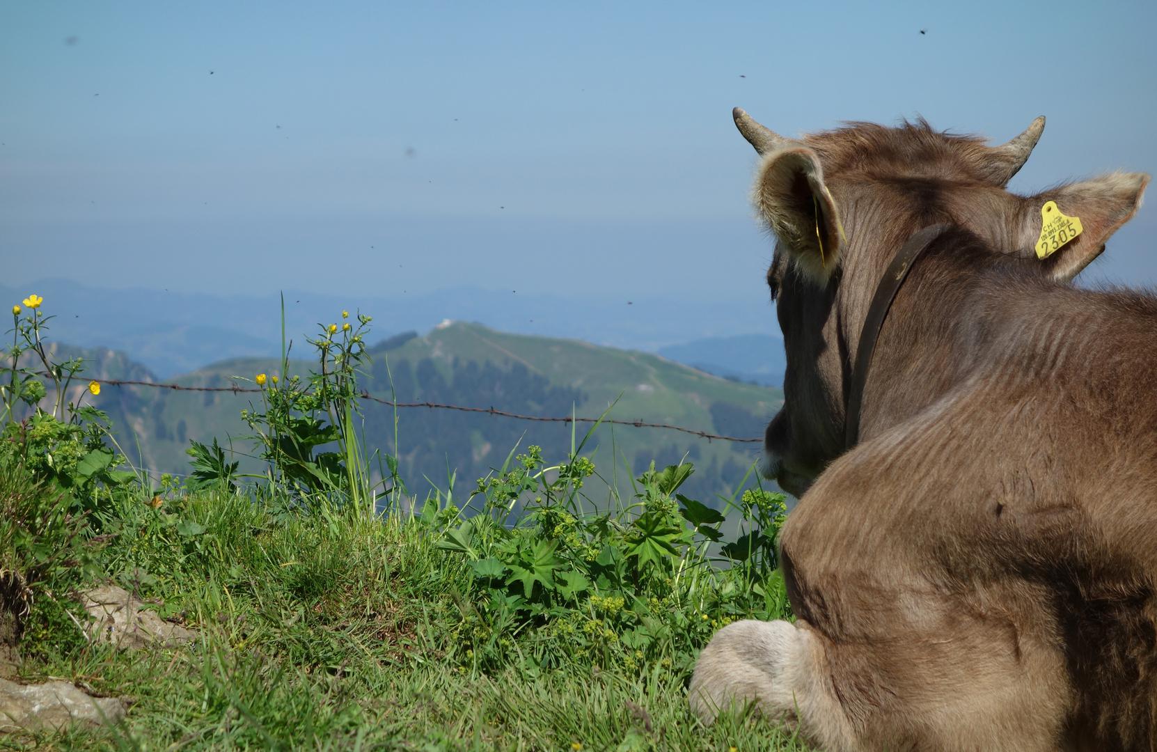 Kuh mit Blick auf Kronberg