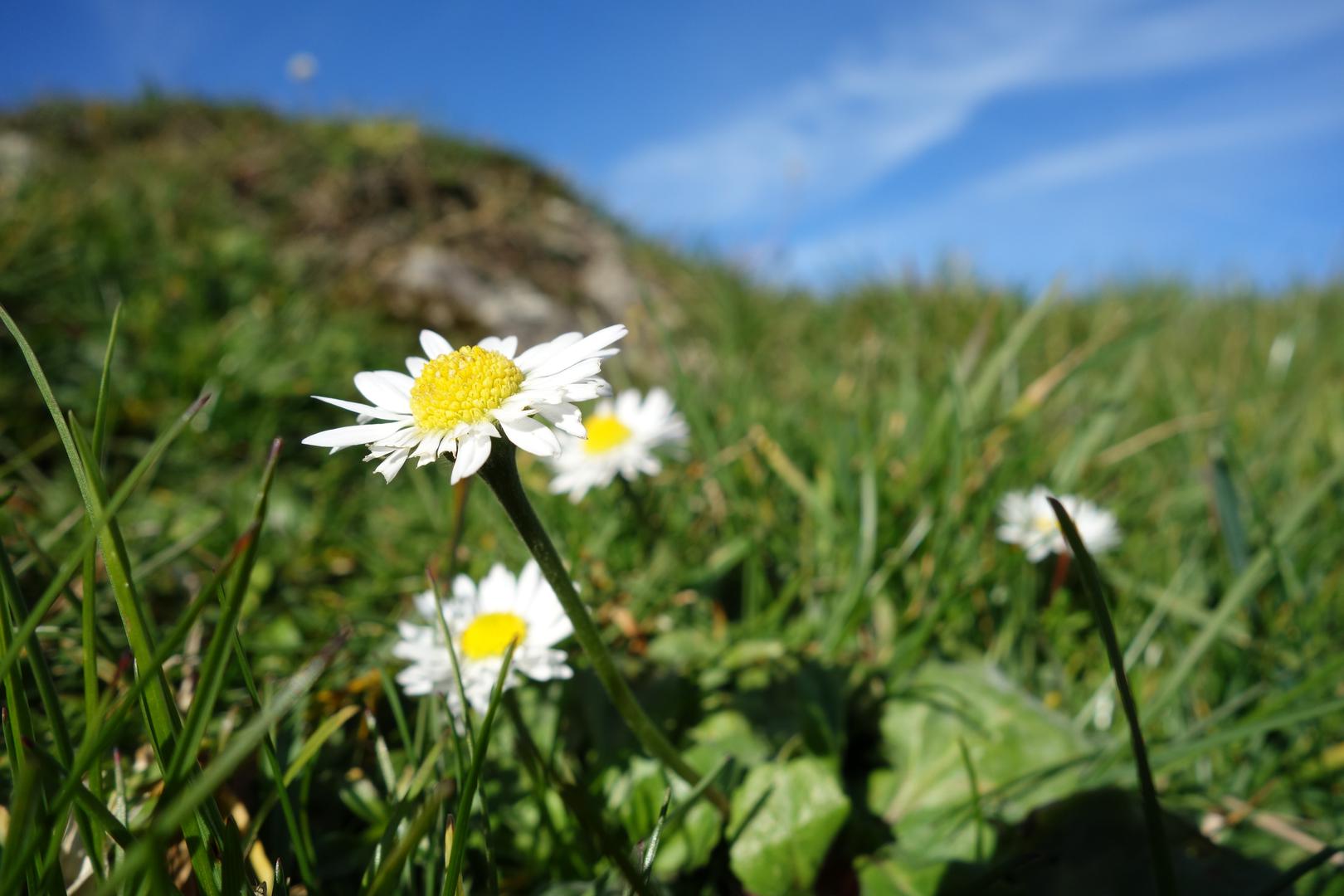 Gänseblumen