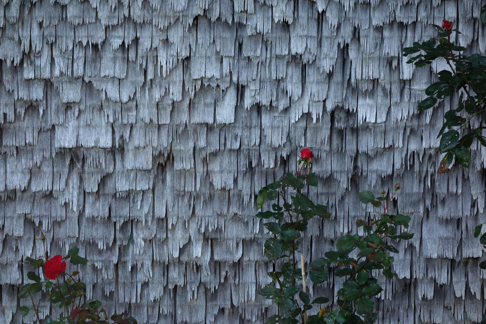 Rosen an alter Wand mit Schindeln