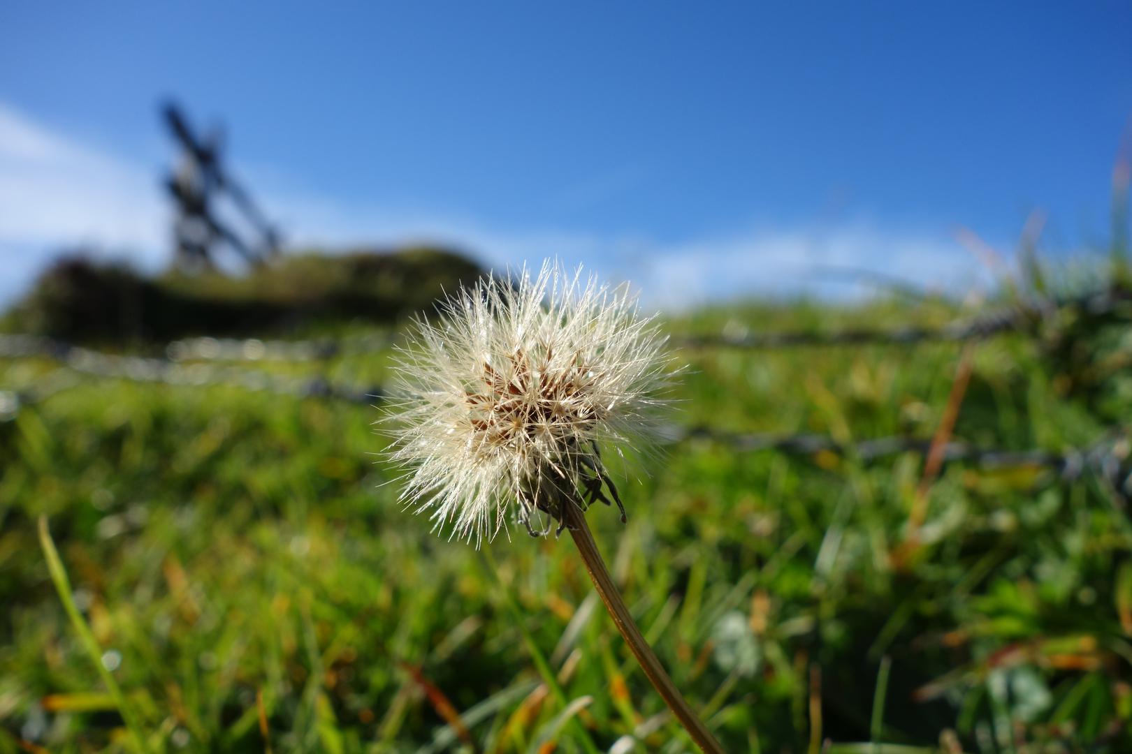 Stachlige Blume vor Zaun