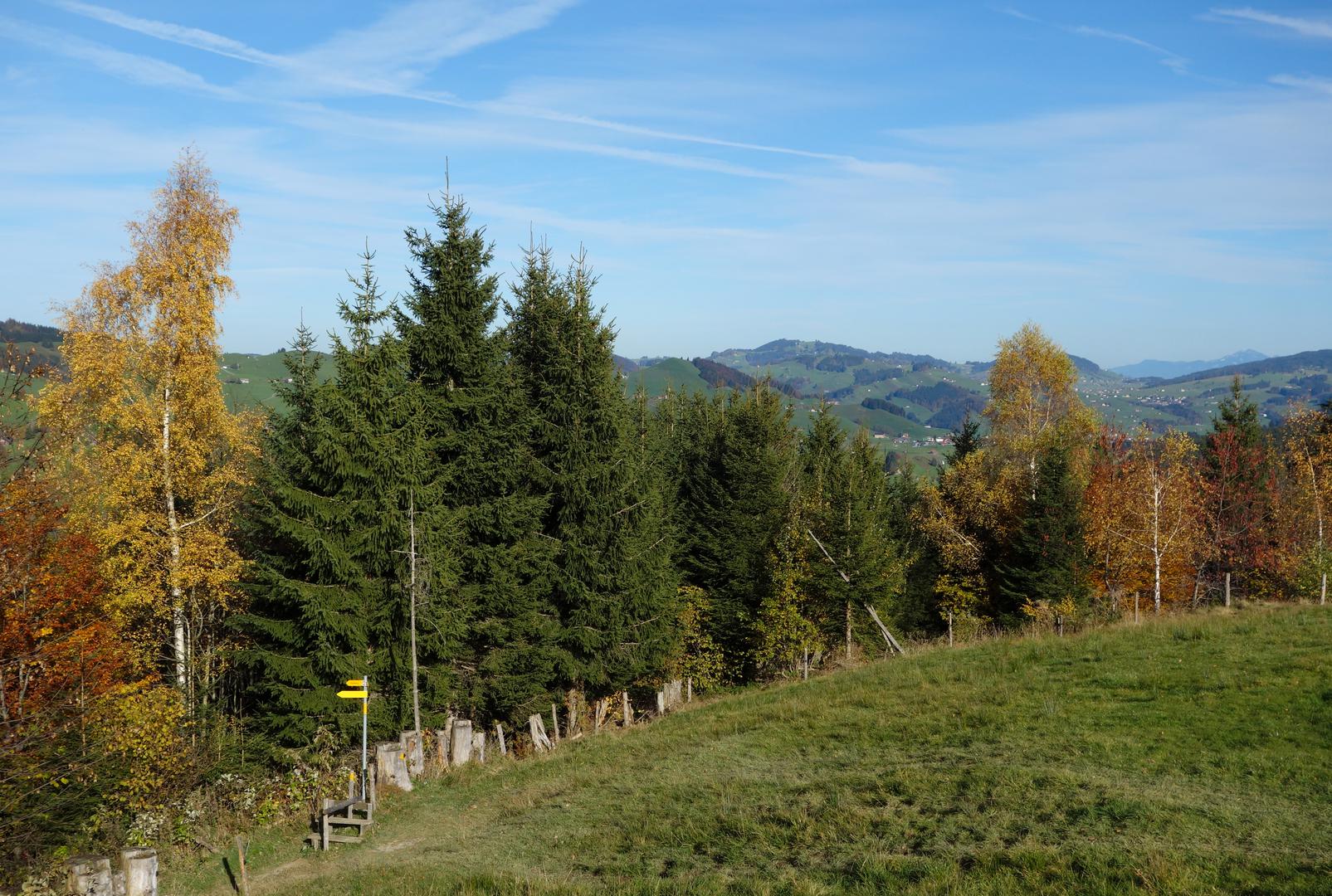 Wanderweg in herbstlichen Wald