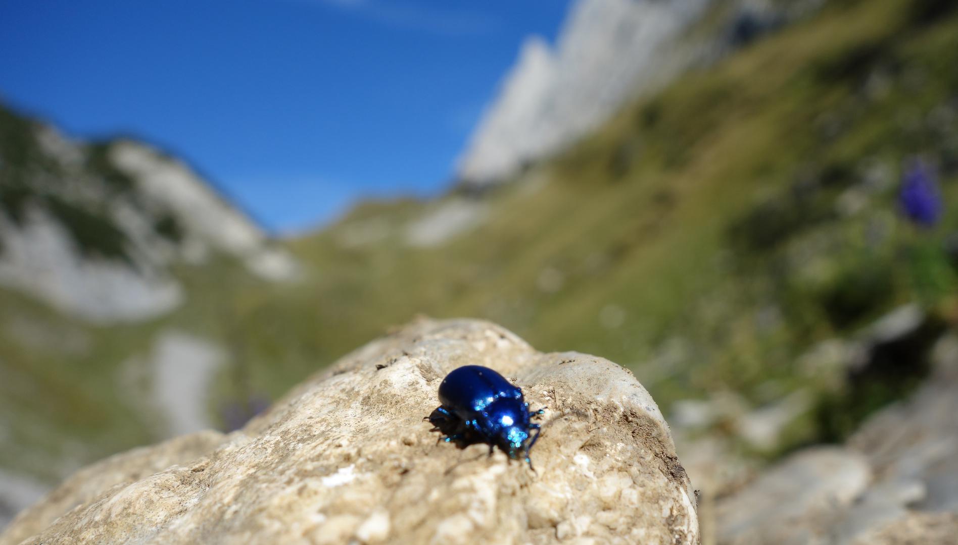 Blauer kleiner Käfer