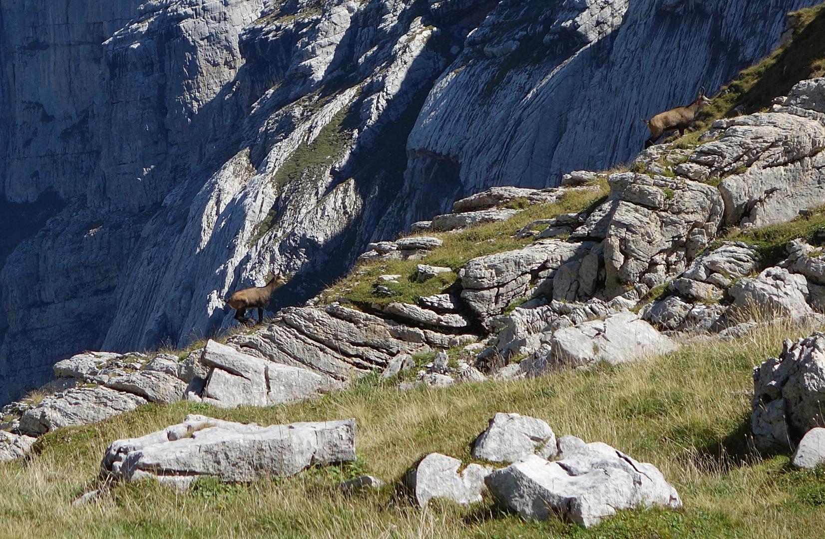 Gämsen am Zwinglipass