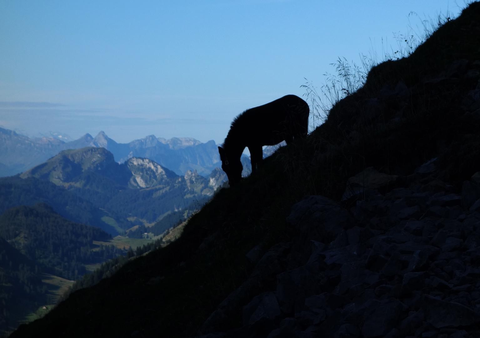 Silhouette Pferd am Gasthaus Schafboden