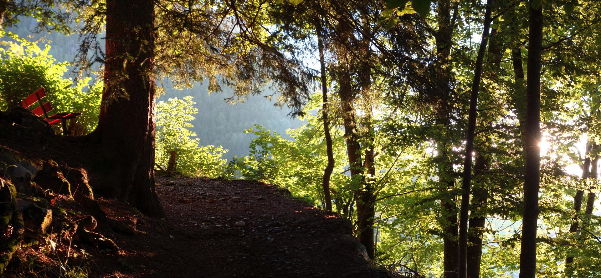 Waldweg in Morgenlicht mit Bank