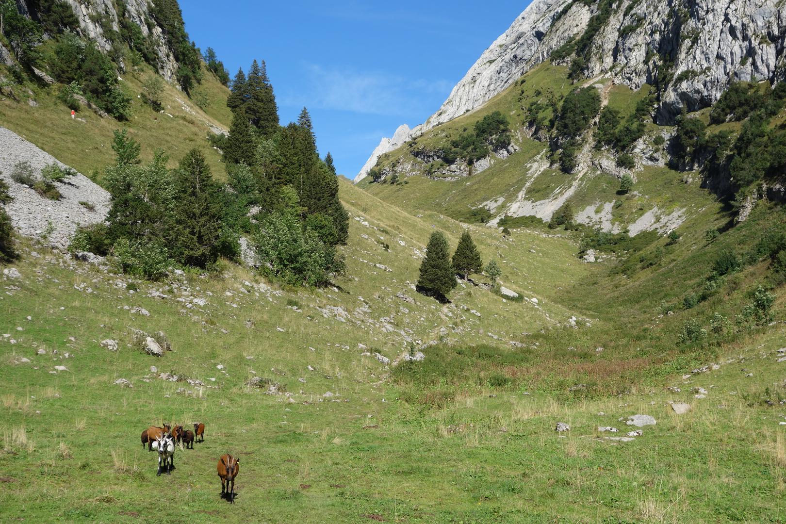 Ziegen in Alpen
