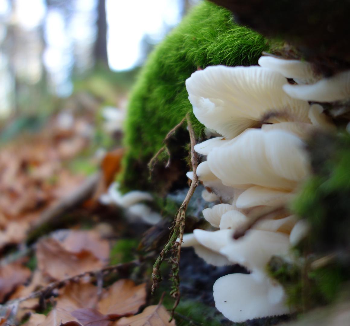 Pilze mit Moos