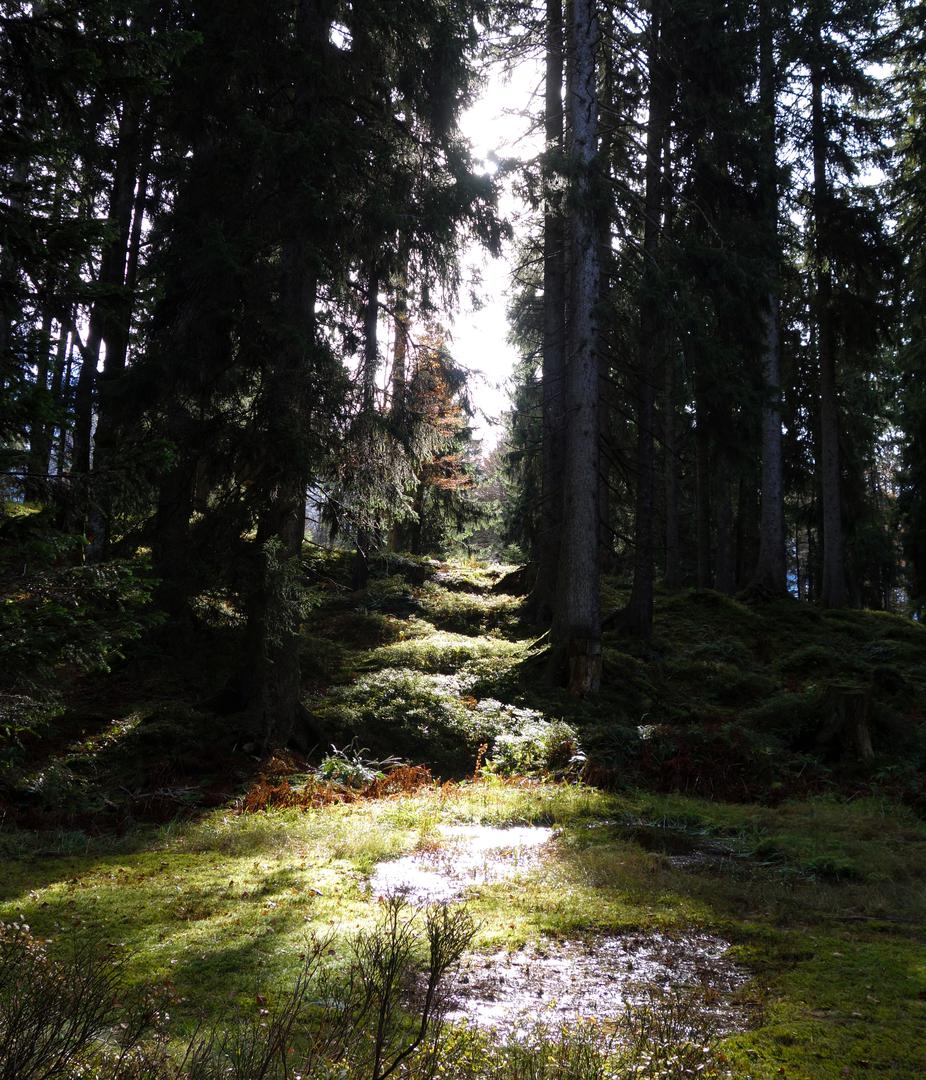 Sumpfiger Wald