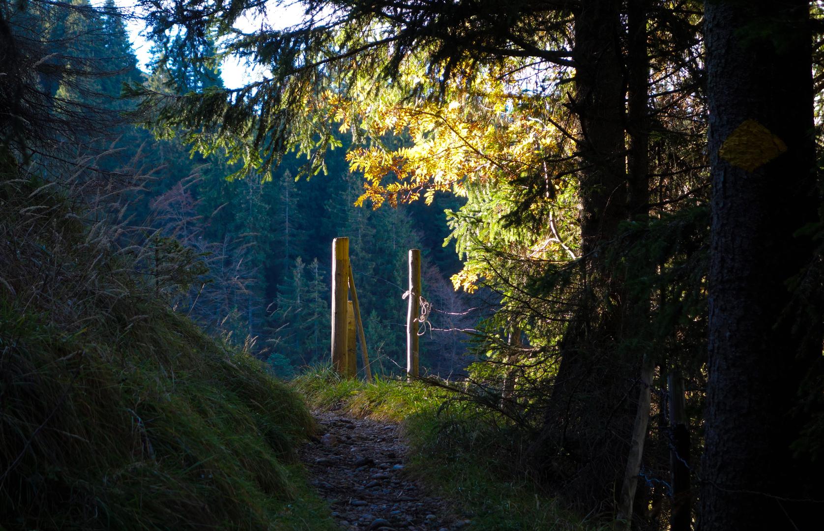 Weg mit Bäumen im Herbst
