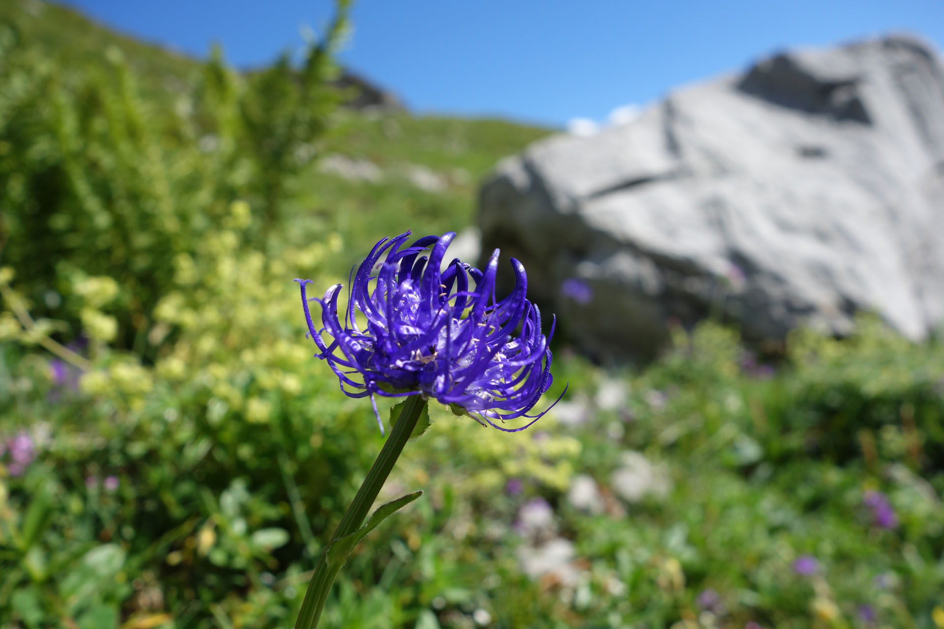 Blaue Blume