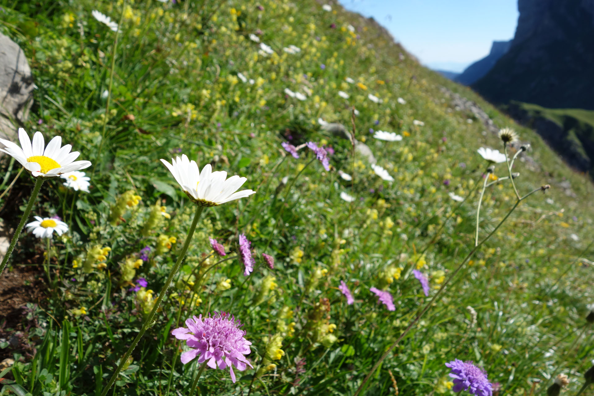 Blumen auf Bergwiese