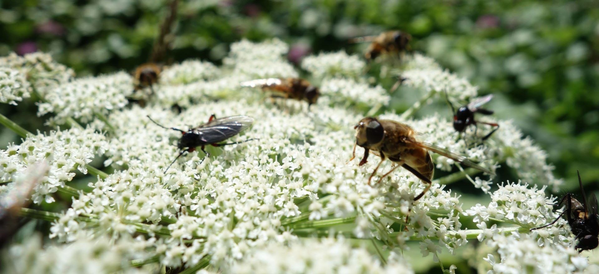 Insekten auf weißer Blume