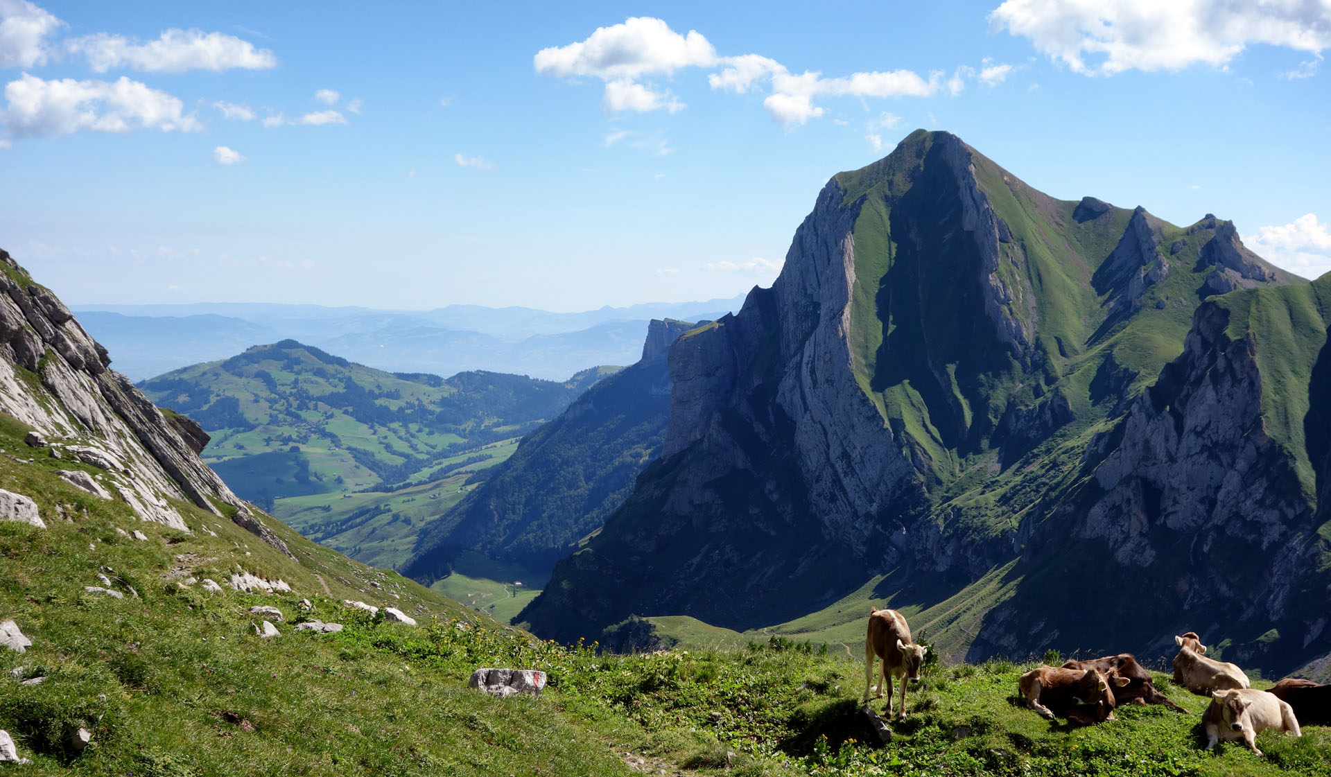 Kühe im Alpstein