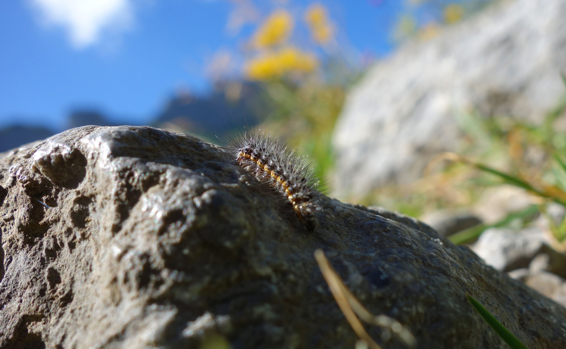 Raupe auf Stein