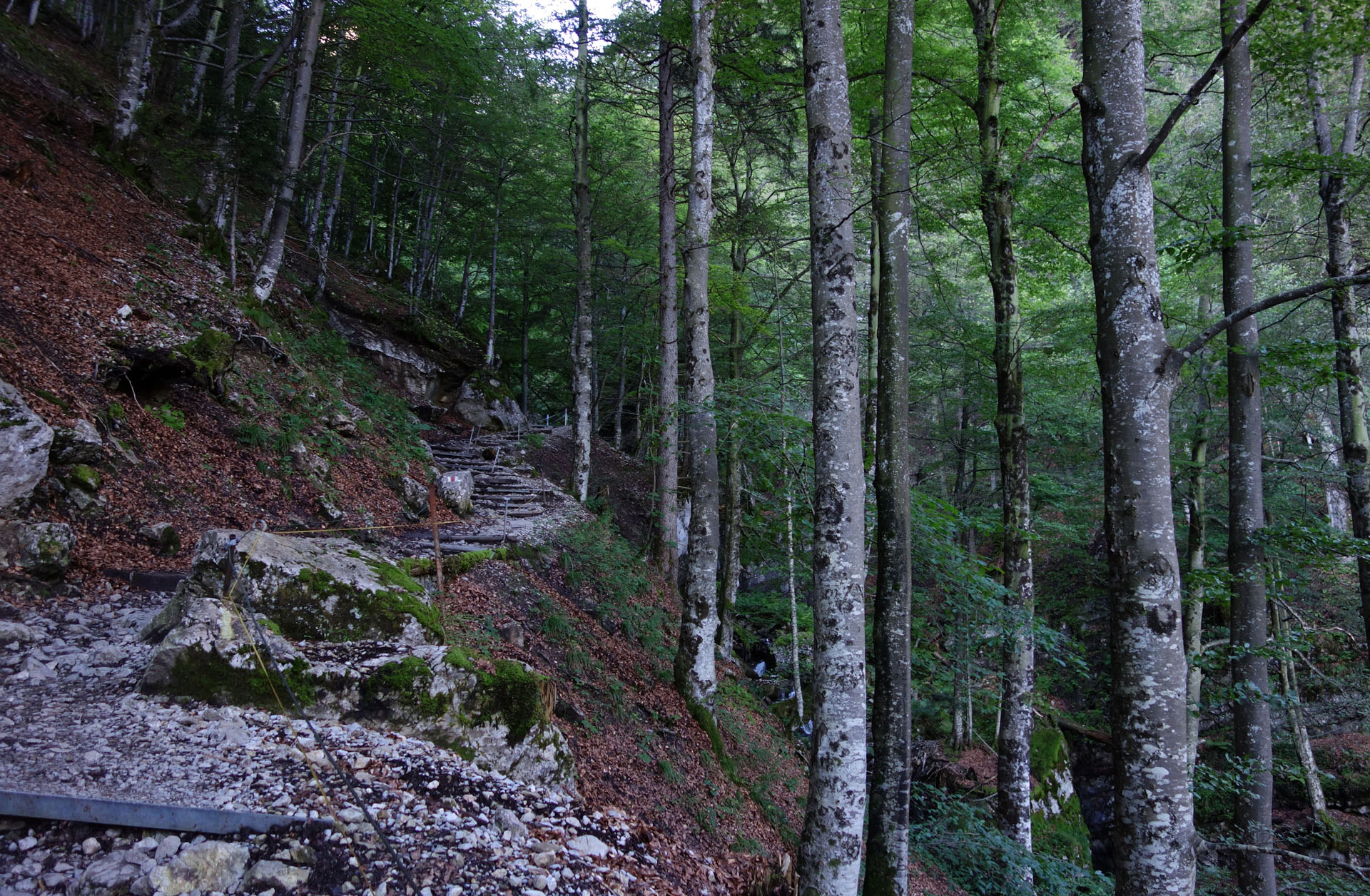 Waldweg Wasserauen Seealpsee