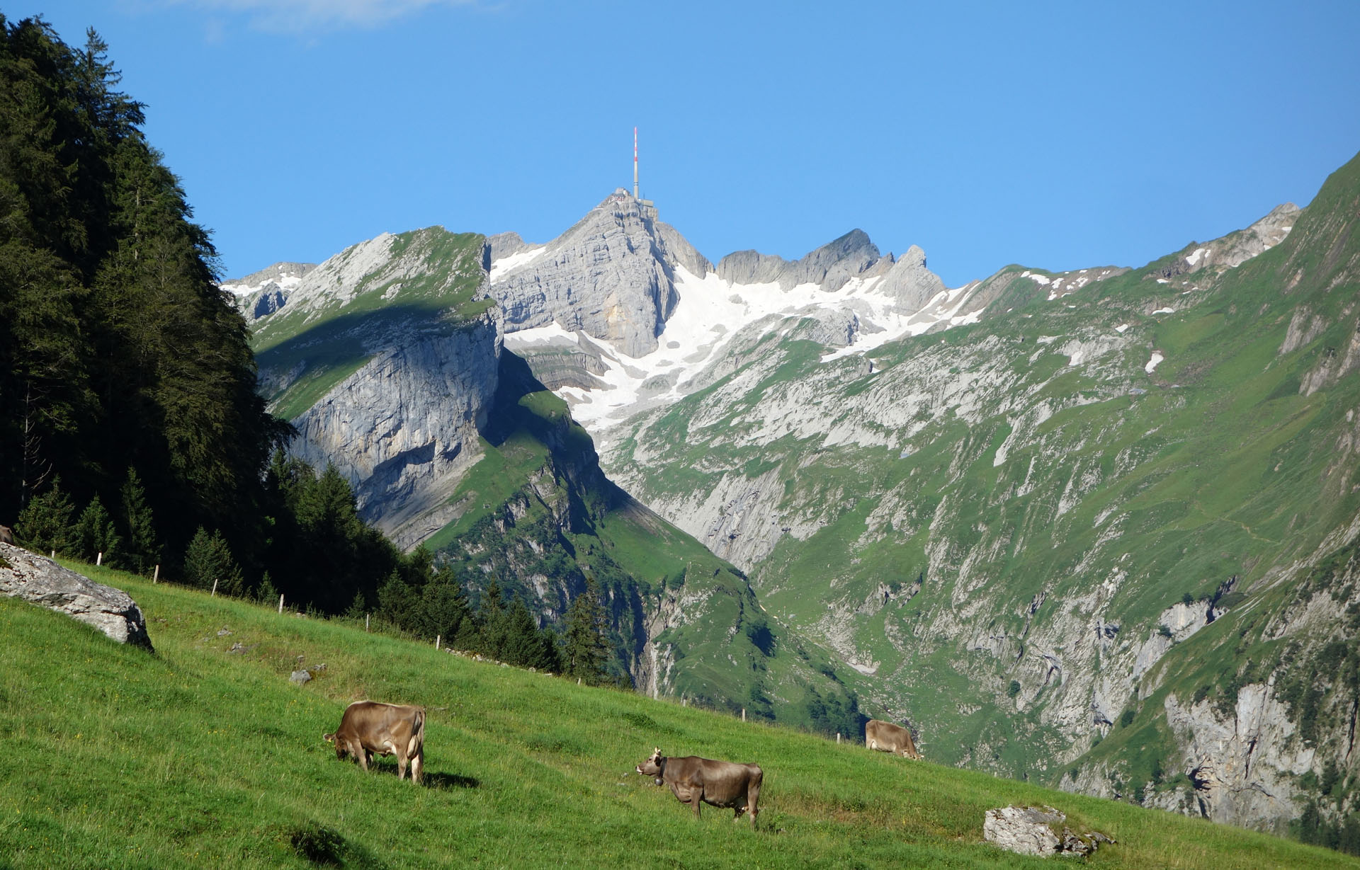 Weidende Kühe vor Säntis