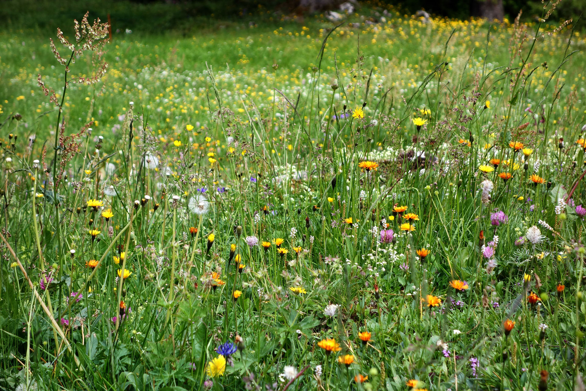 Blumenwiese