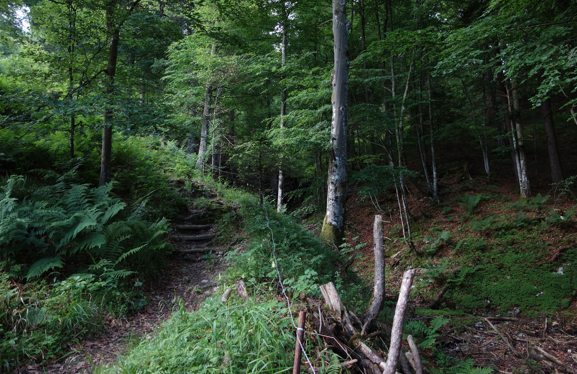 Wald