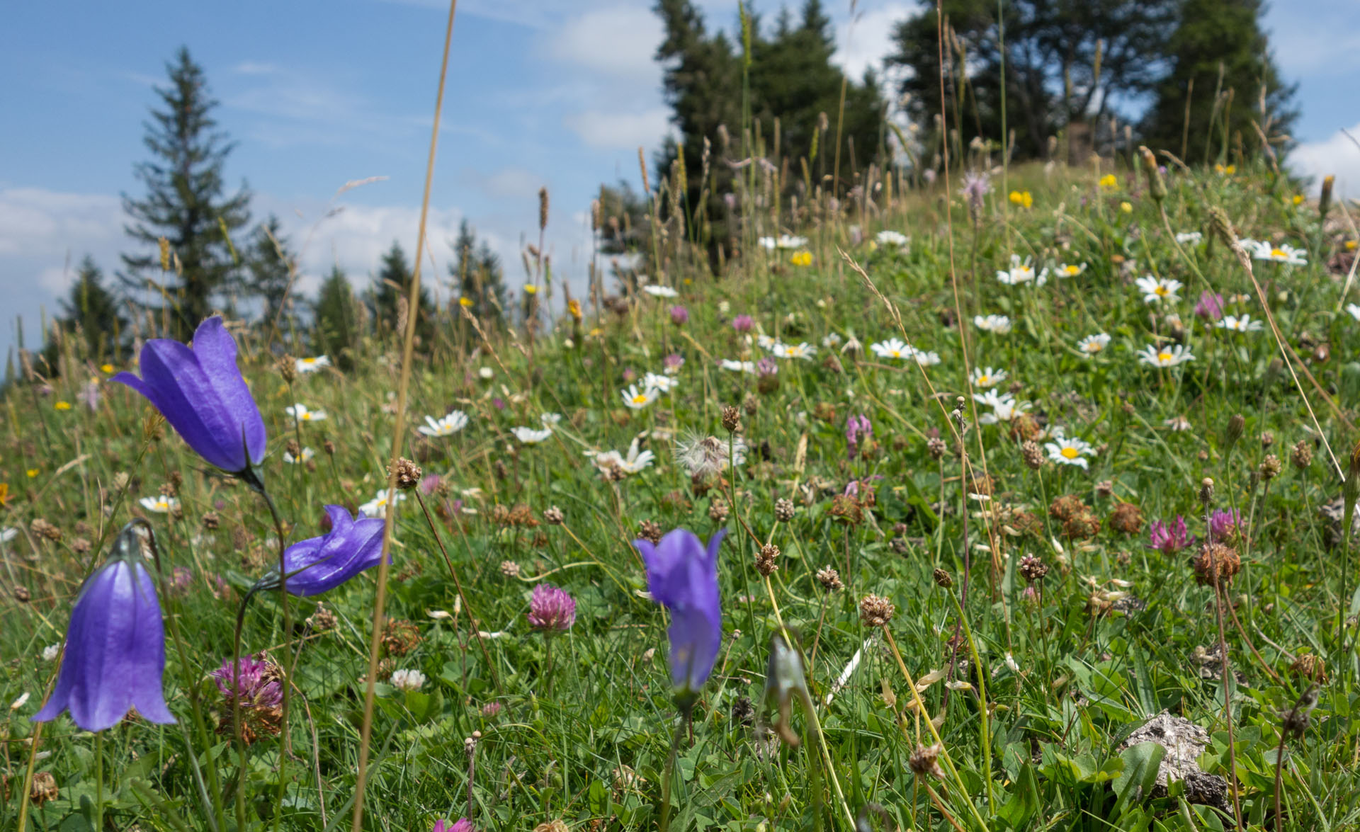 Alpenblumen