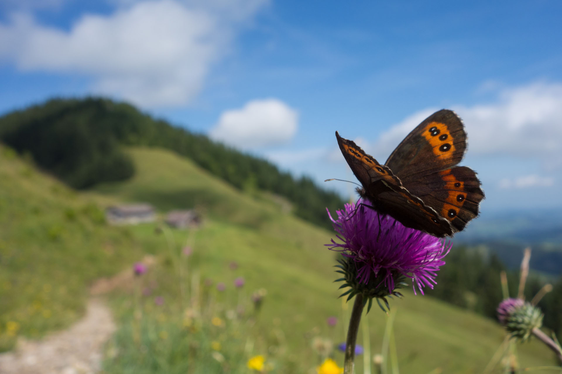 Schmetterling