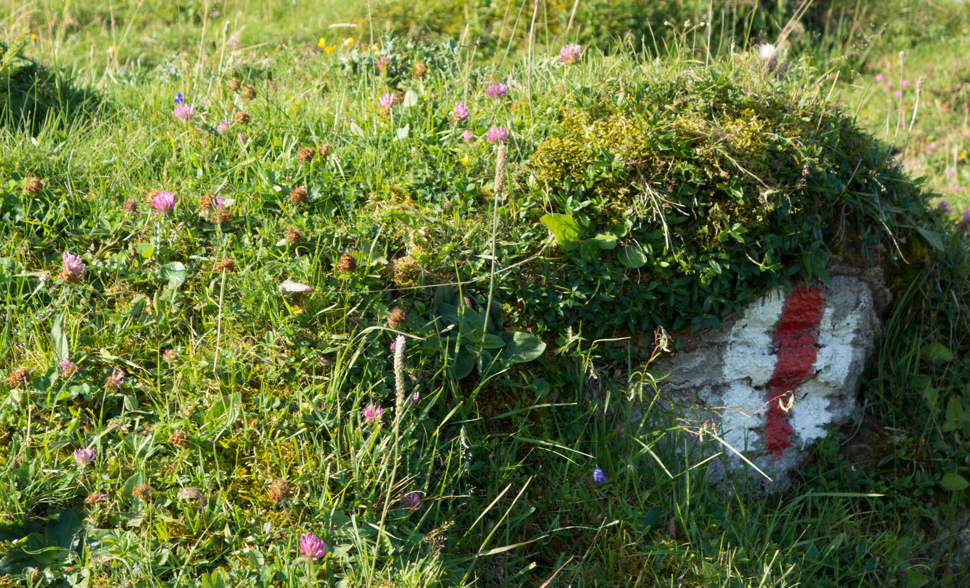 Wanderwegzeichen mit Blumen