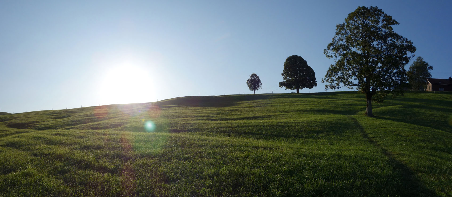 Wiese bei Sonnenaufgang