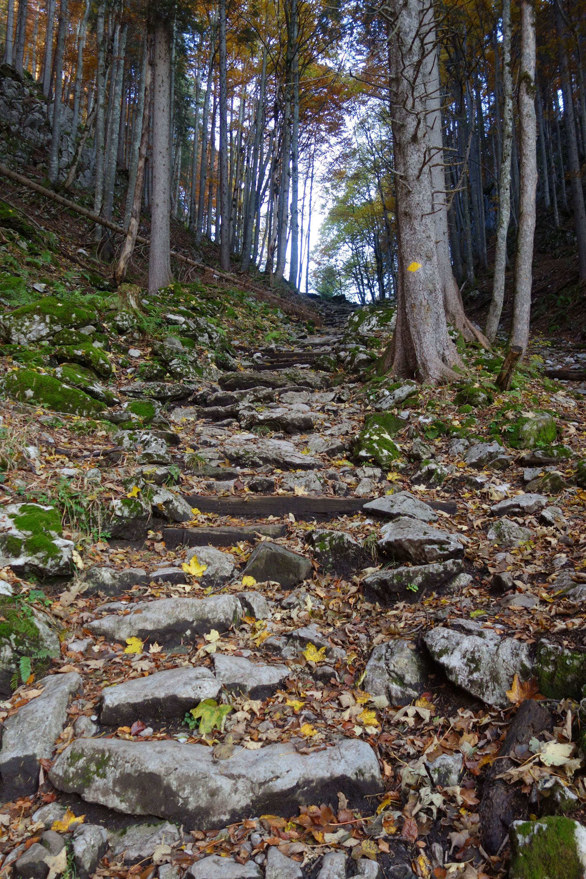 Steinweg im Wald