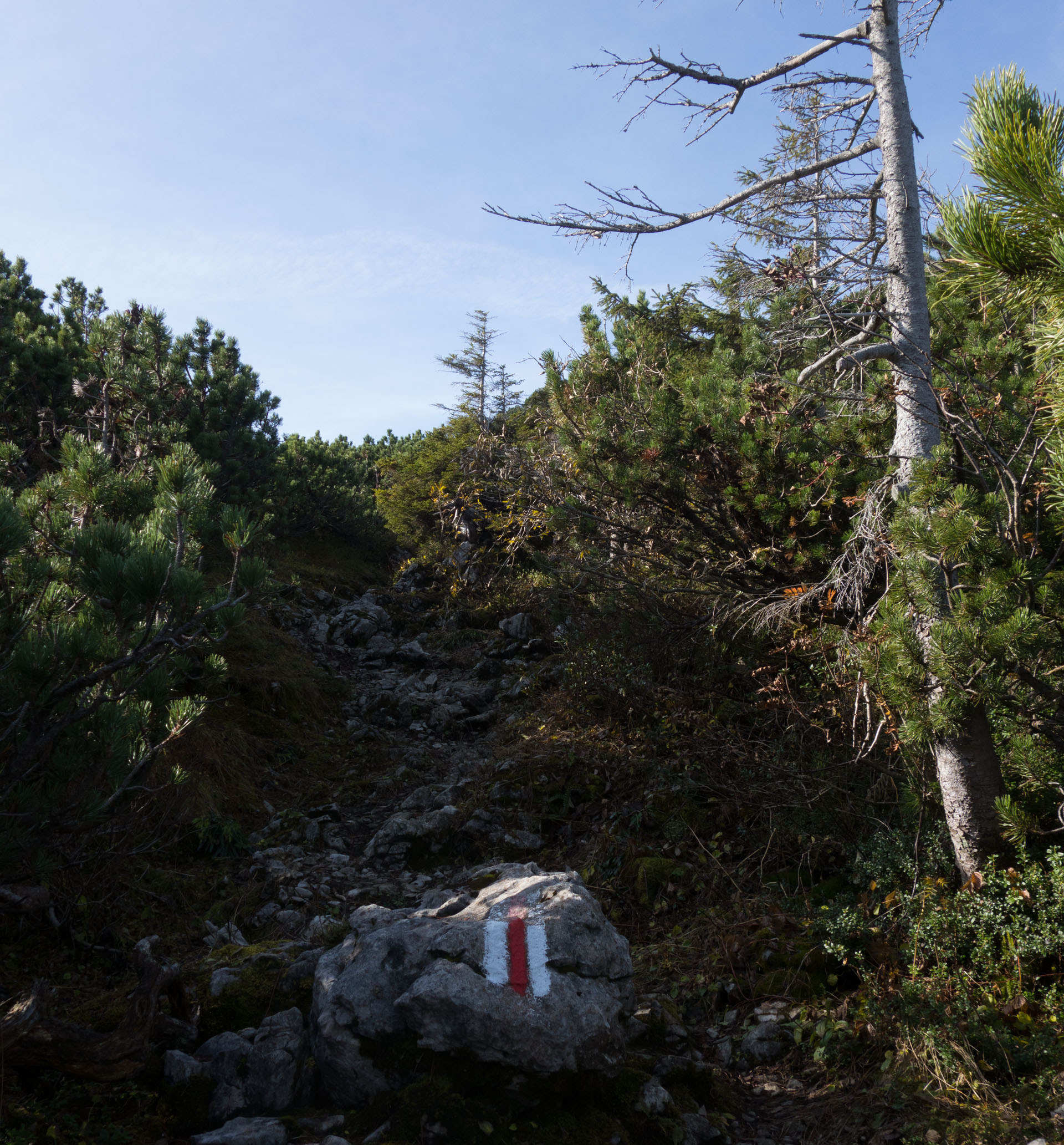 Wanderweg durch Latschenkiefern