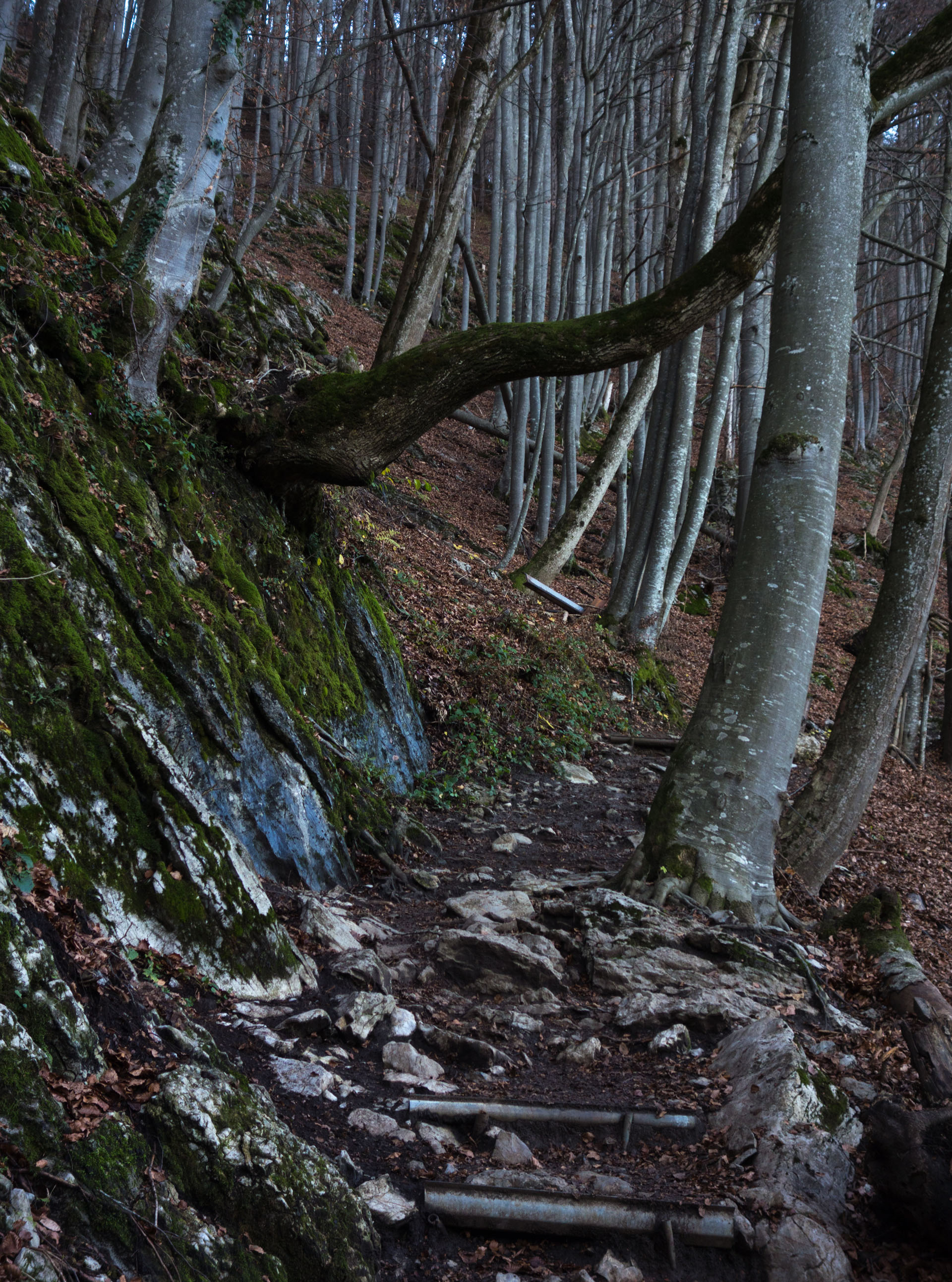 Wanderweg im Wald