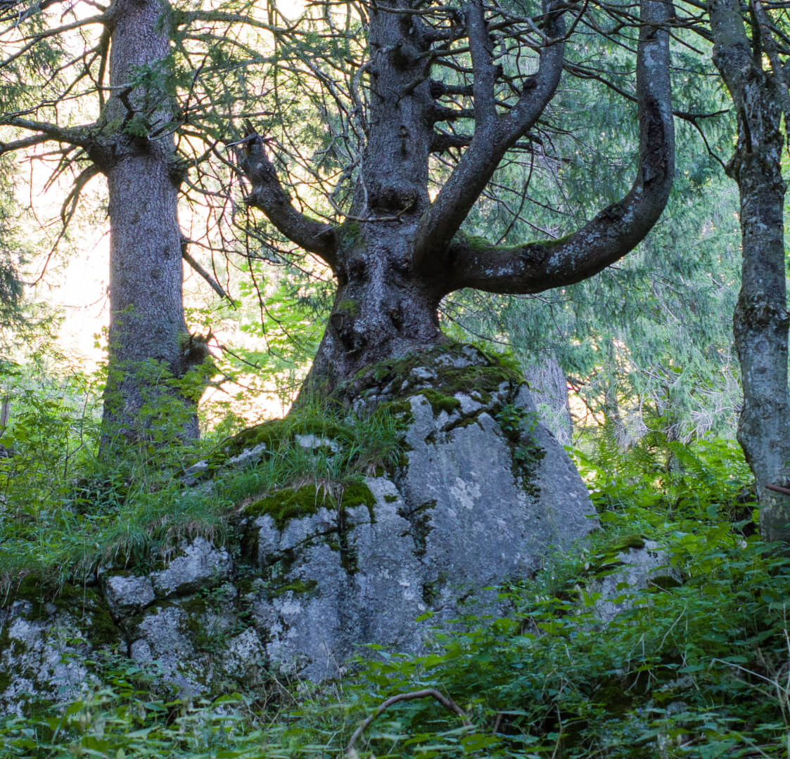 Baum mit Gesicht