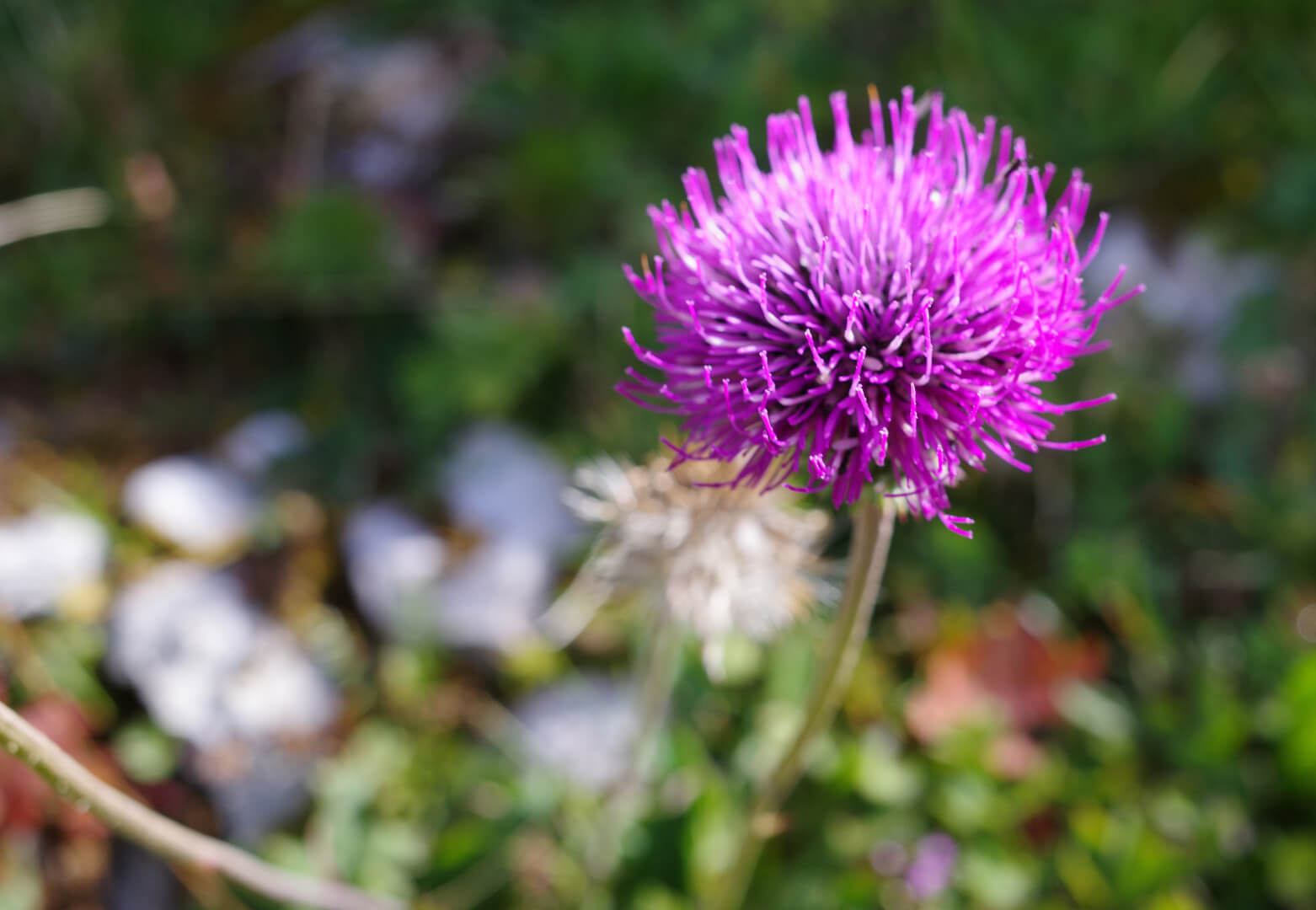 Bergdistel