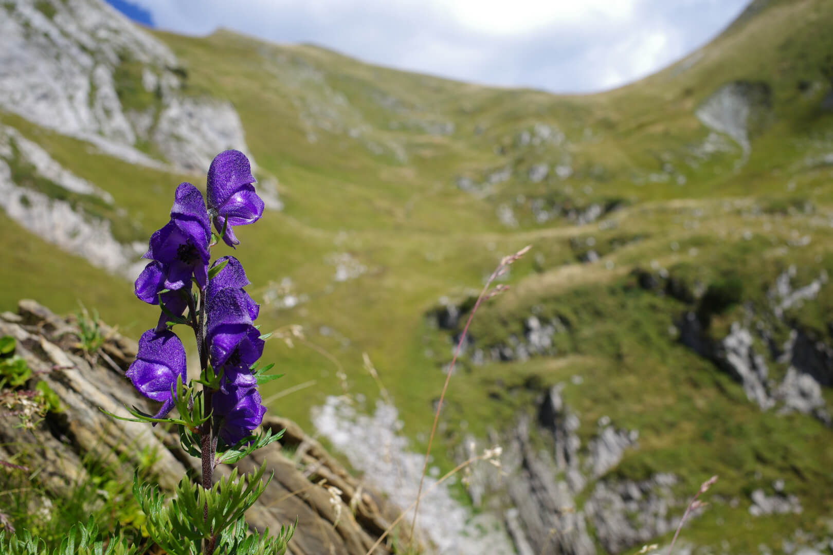 Blauer Eisenhut
