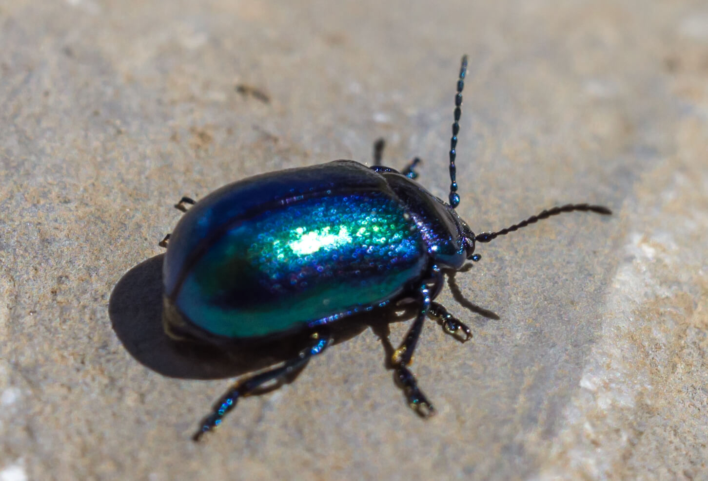Himmelblauer Blattkäfer