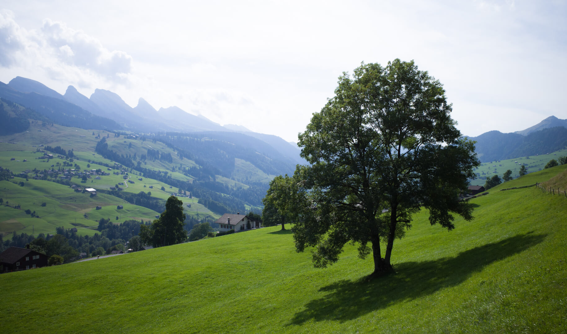 Laubbaum in den Bergen