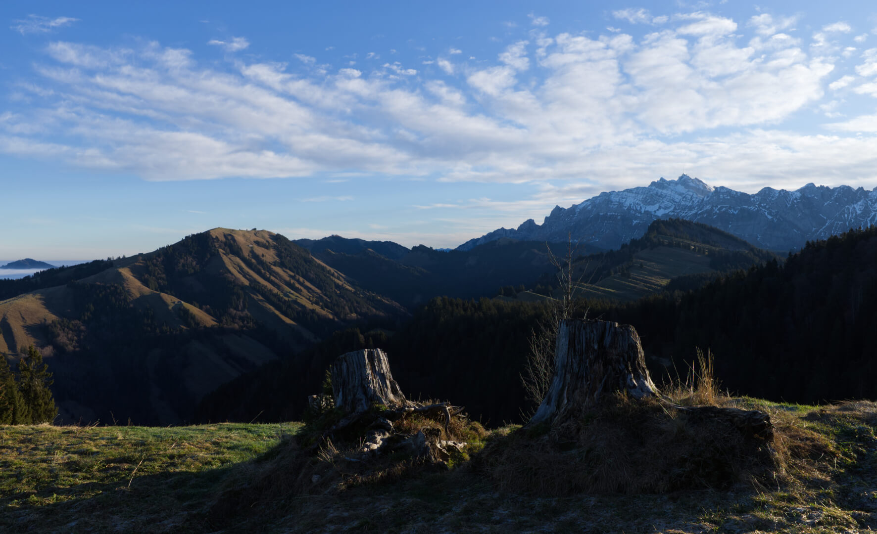 Baumstümpfe vor Säntis