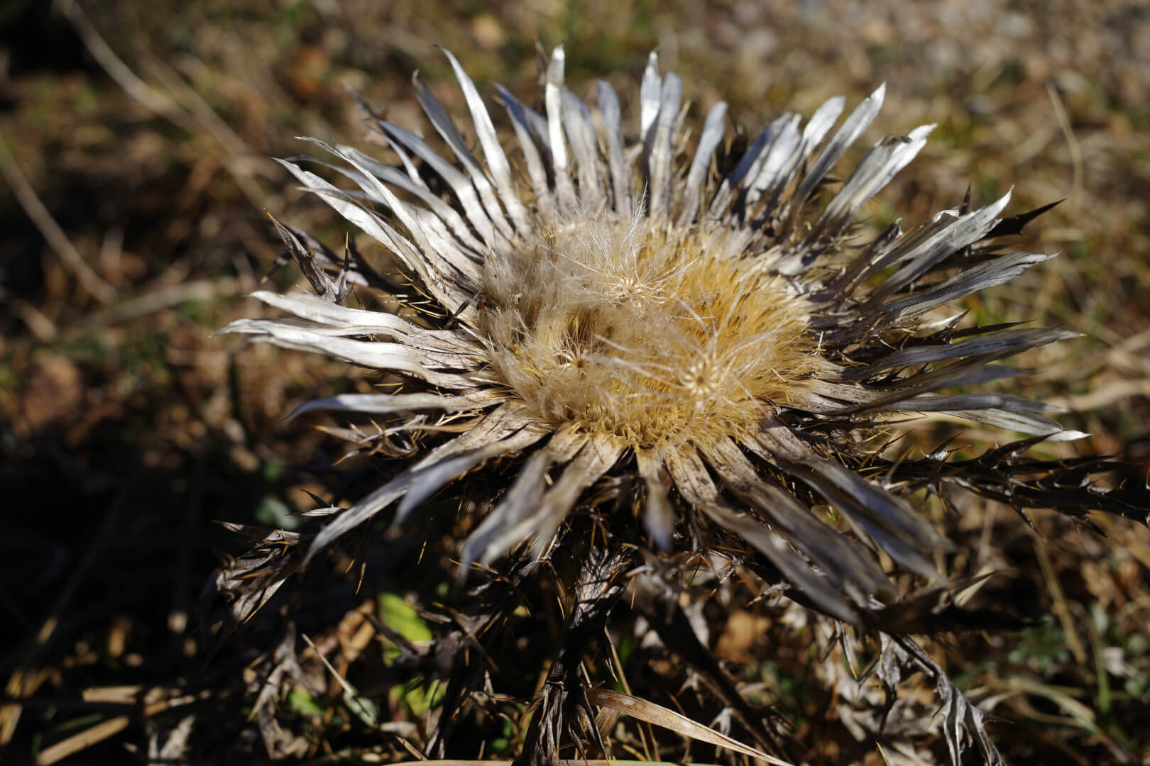 Distel