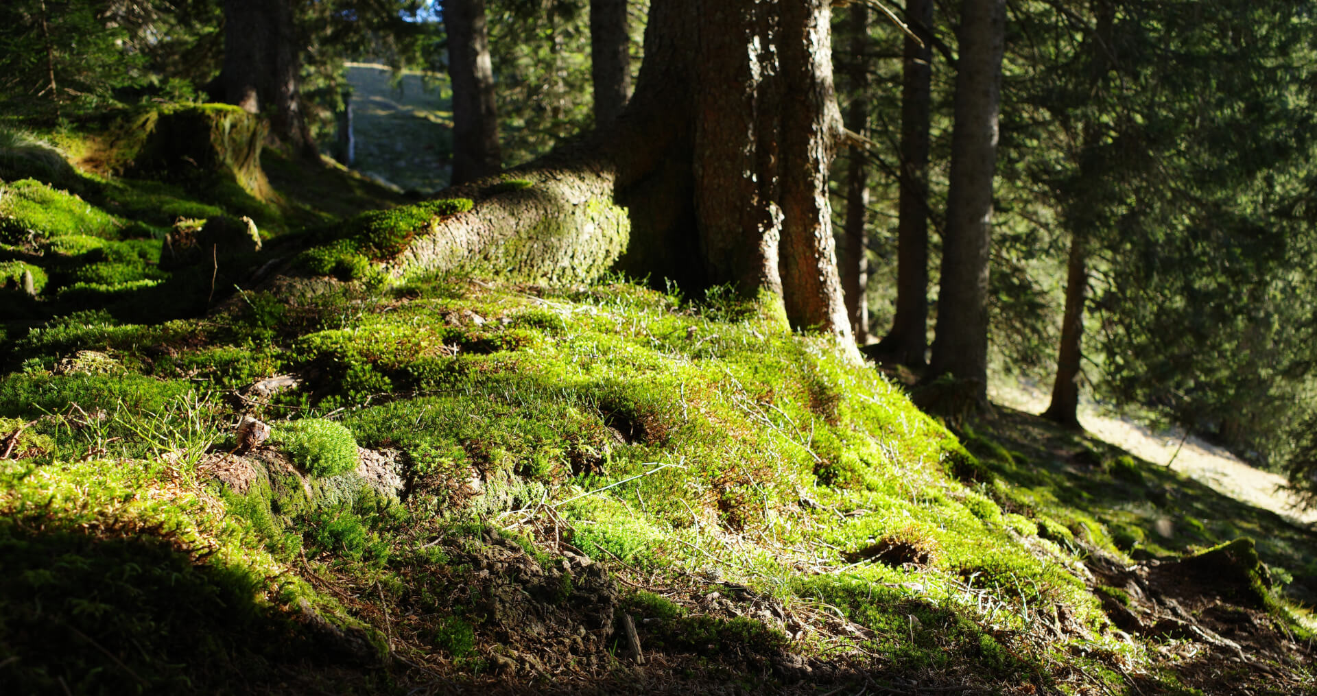 Moosiger Waldboden