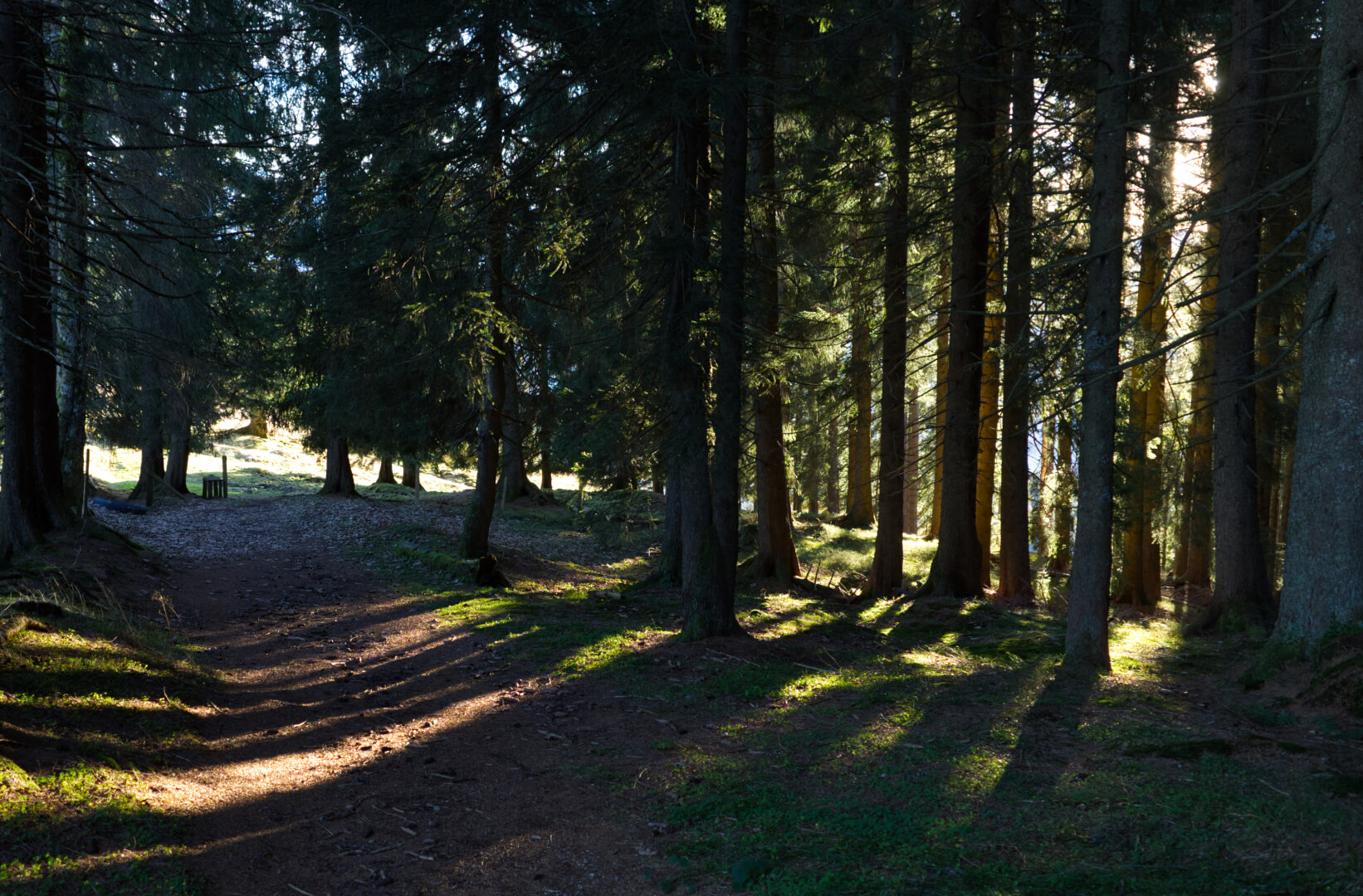 Morgensonne im Wald