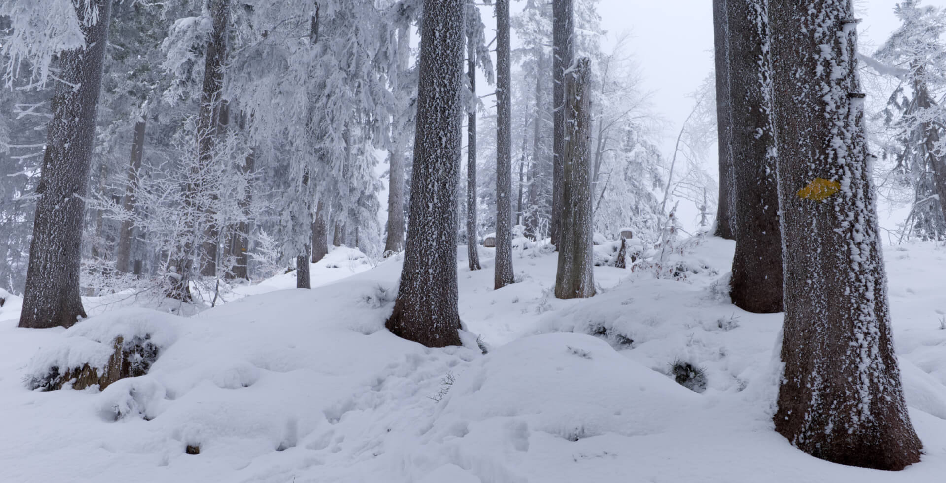 Nebliger Winterwald