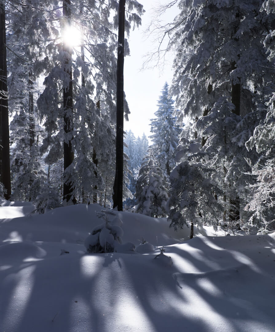 Verschneiter Wald