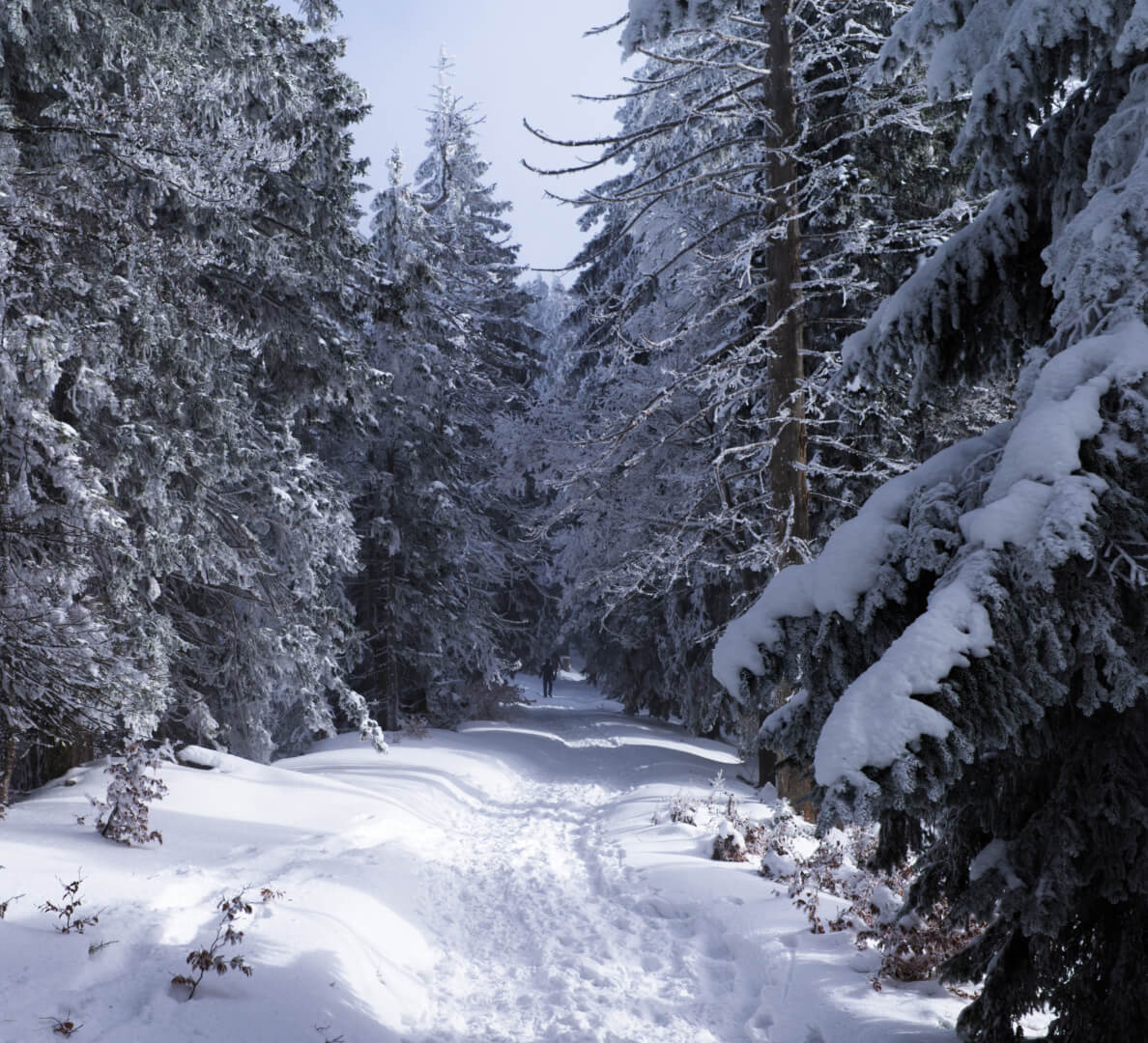 Winter im Tannenwald