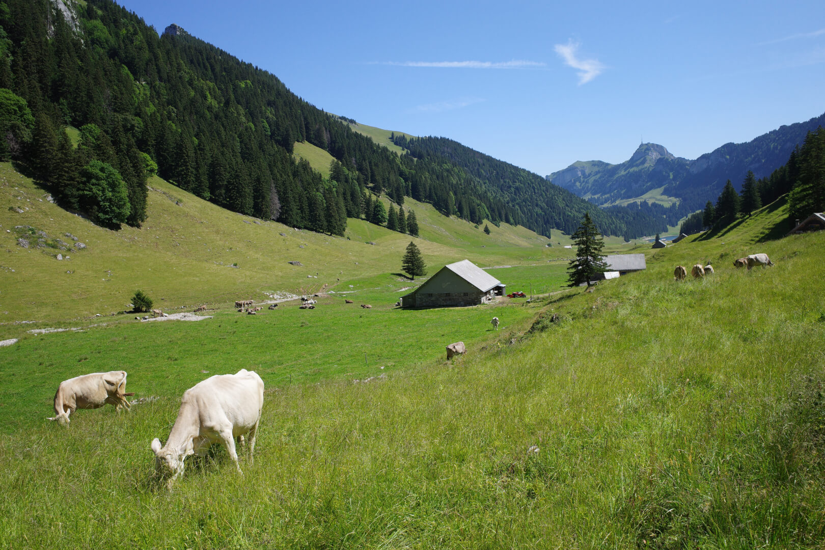 Rheintaler Sämtis