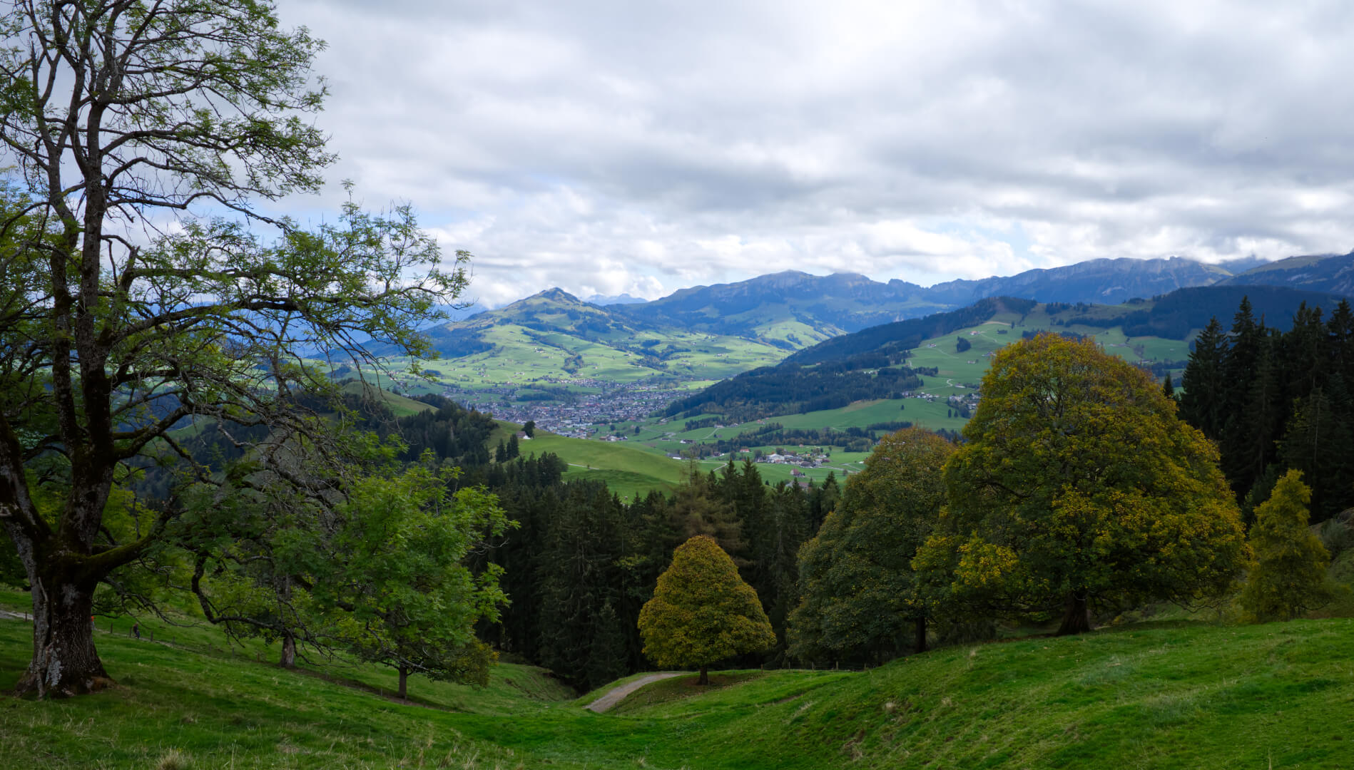 Herbstbäume