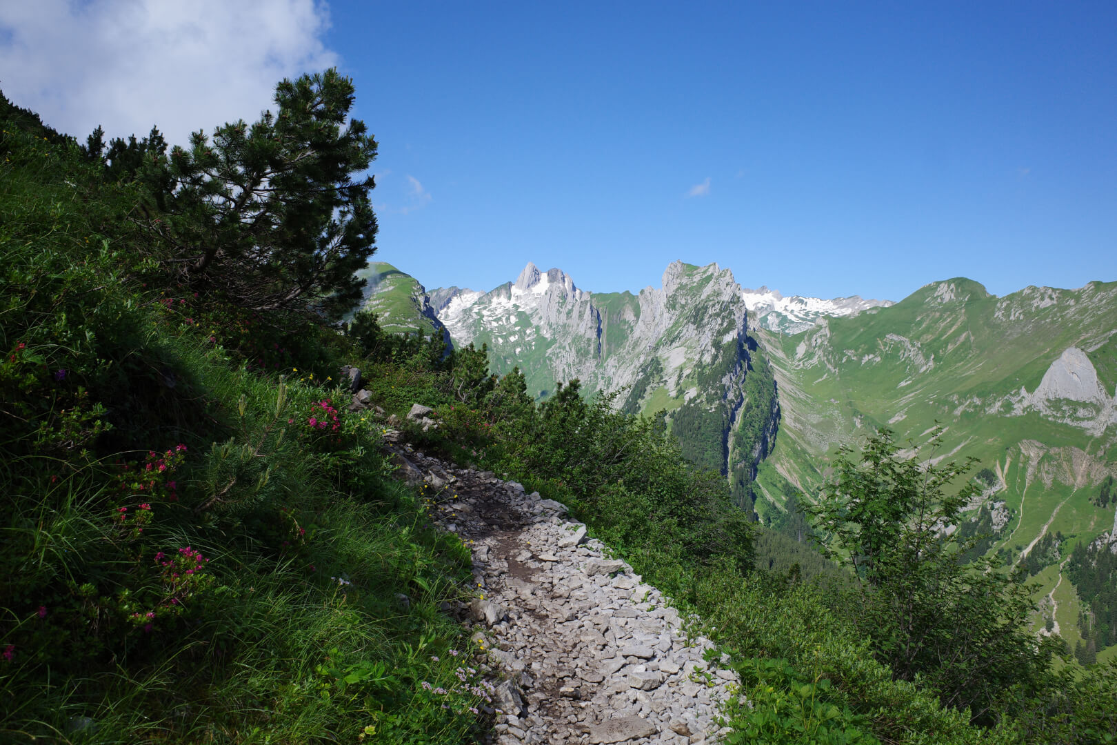 Alpenrosen