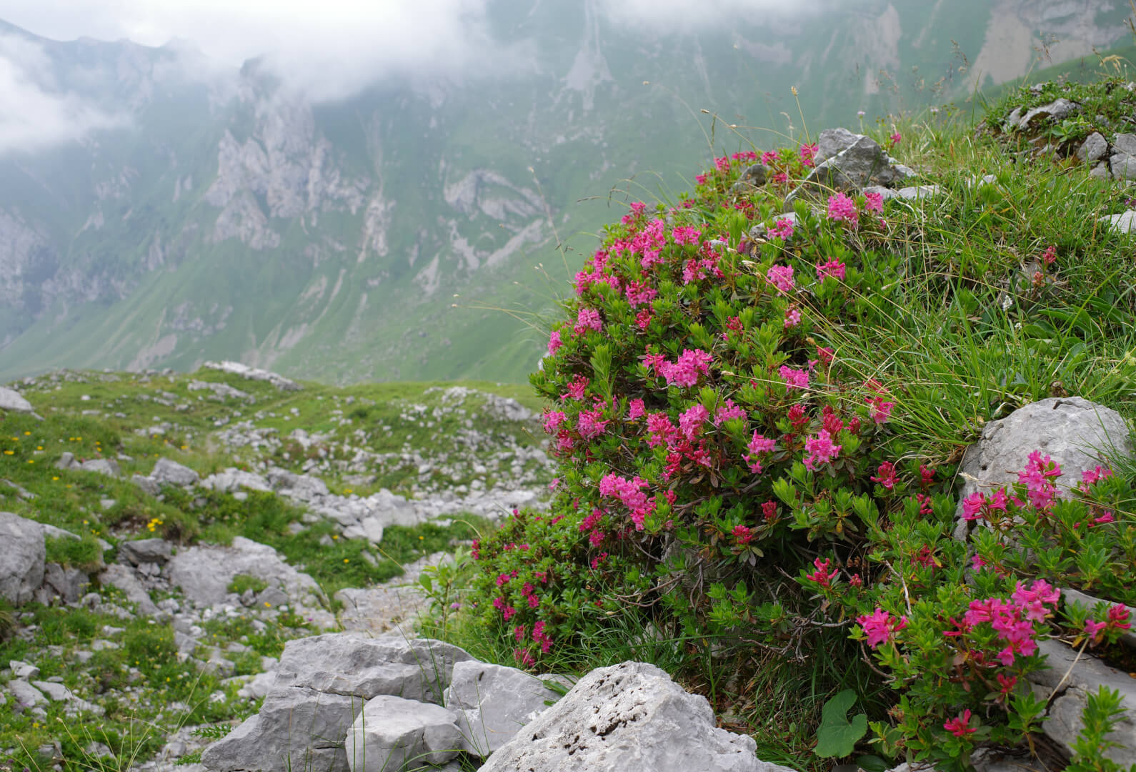 Alpenrosen im Alpstein