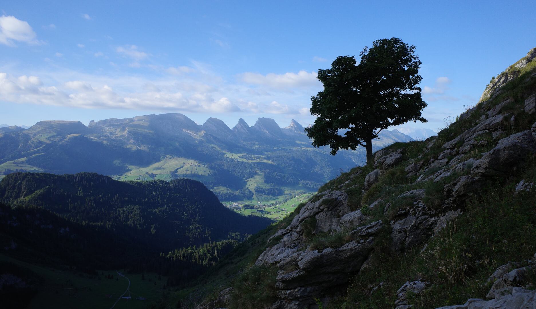 Baum mit Churfirsten